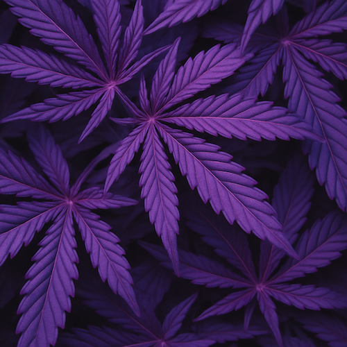 Hojas de Cannabis Morado